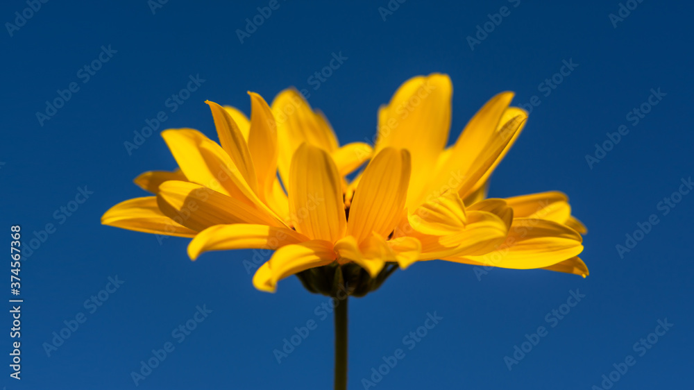 Fototapeta premium Jerusalem artichoke flower close-up against the blue sky. Postcard layout with a macro flower in the center. Extended composition. Flower banner.