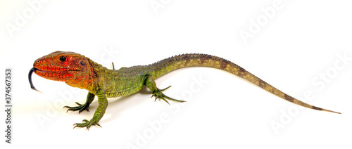 Northern caiman lizard / Krokodilteju (Dracaena guianensis) photo