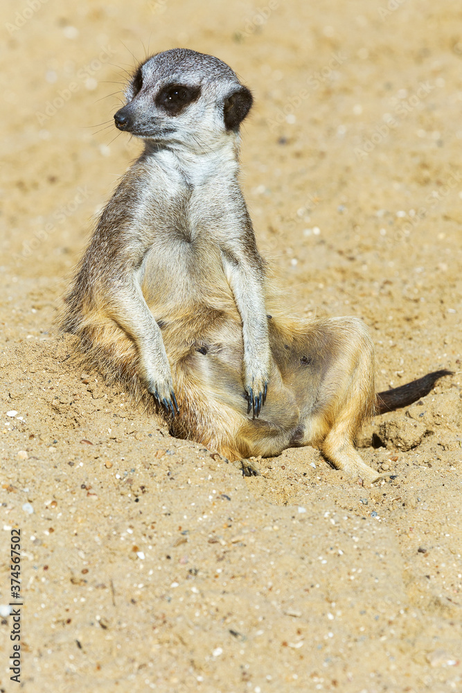 Fototapeta premium meerkat (Suricata suricatta) sitting on sand ground for guarding and safety