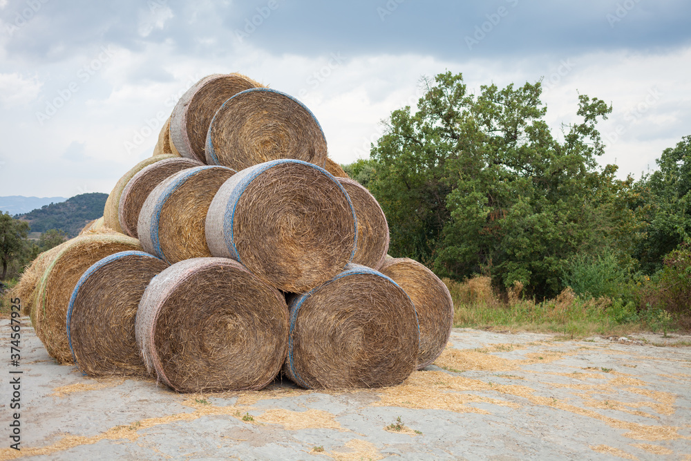Round bales of straw are stacked in the field. Round bales of straw are stacked in the field.