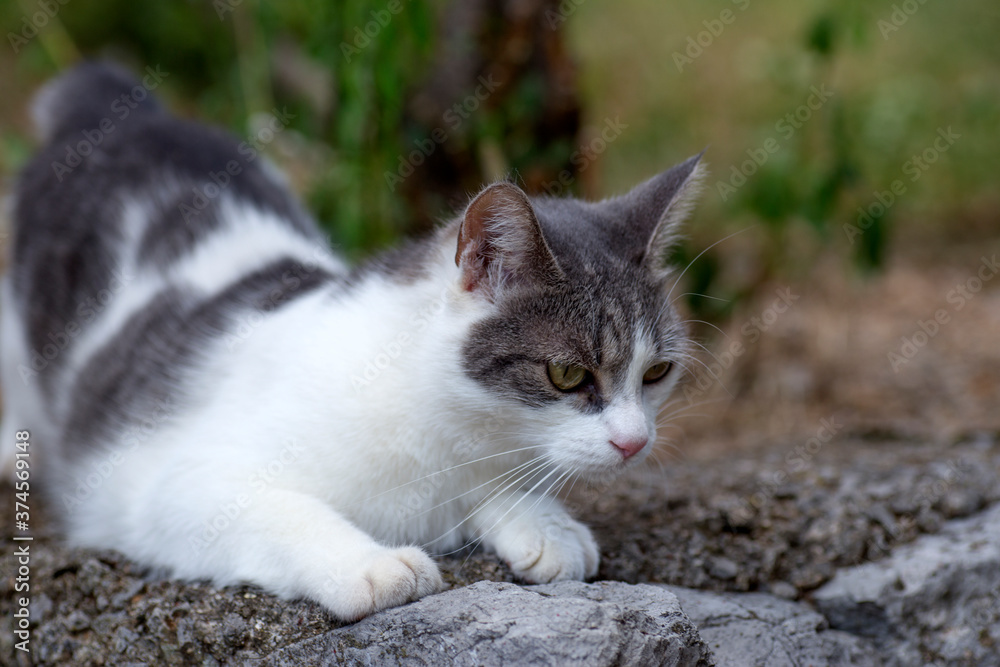 A white cat with black spots  on the stone wall outdoors.Selective focus, no people