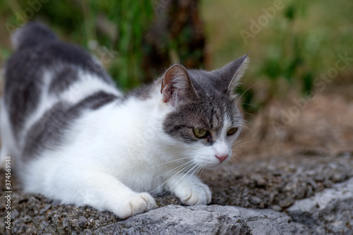 A white cat with black spots  on the stone wall outdoors.Selective focus, no people © Luciano
