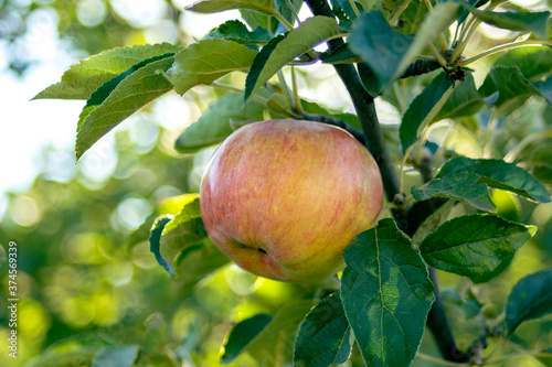 Ripe apple on a branch close-up autumn harvest agriculture gardening