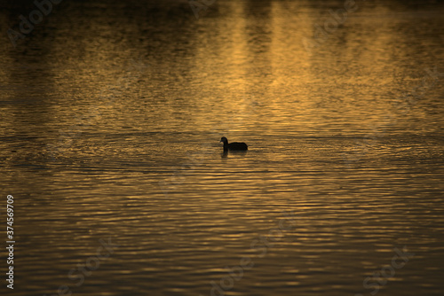 lonely duck in the lake with sunset lights.