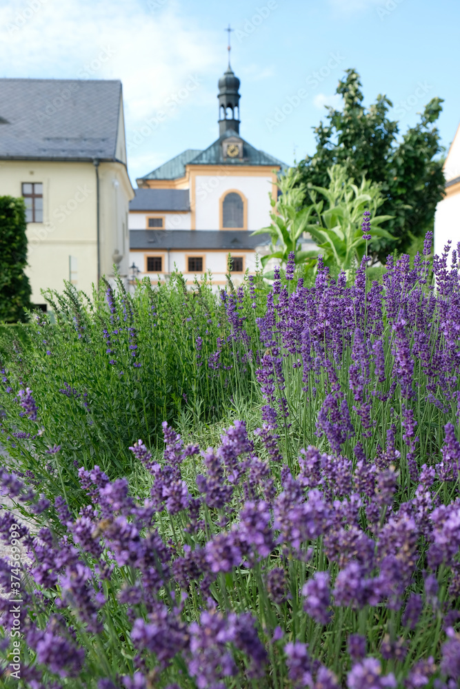 Lavender field in the garden of Kuks castle 