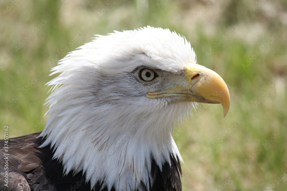 bad eagle close up bad eagle close up