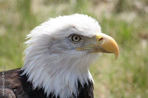 bad eagle close up