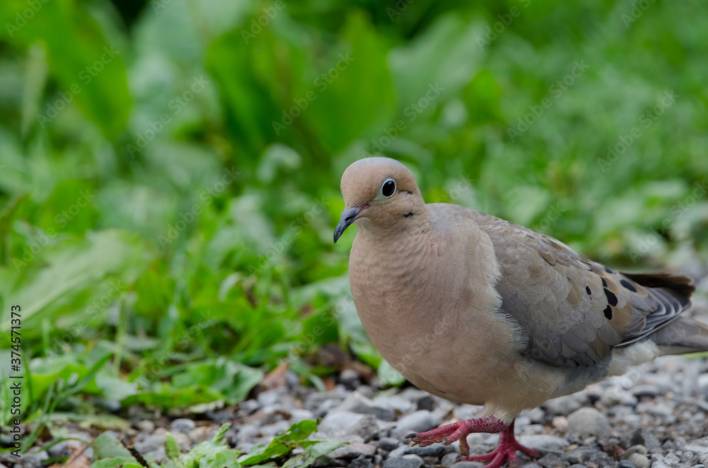 Mourning Dove