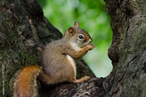 American Red Squirrel in the crook of a tree © Rod MacPherson