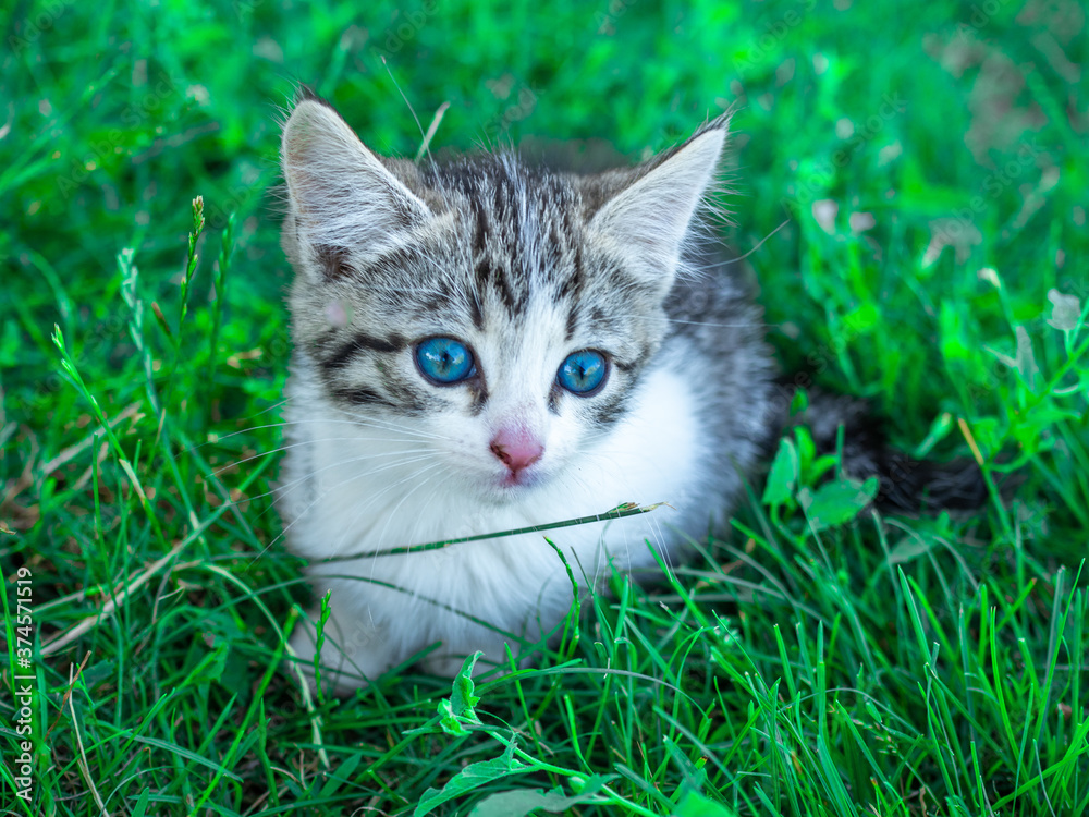 Little cute white and grey kitten with green eyes sits on the grass in summer