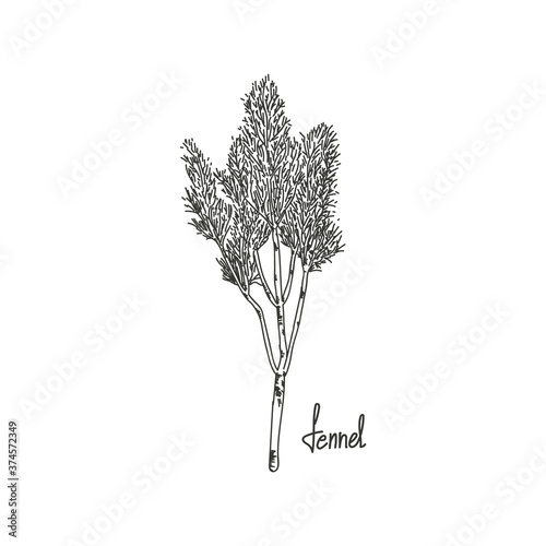 Vector illustration of fennel, drawn by hand. Plant engraving illustrative style. Detailed sketch of vegetarian food. Products on the agricultural market. Suitable for illustrating menus and food