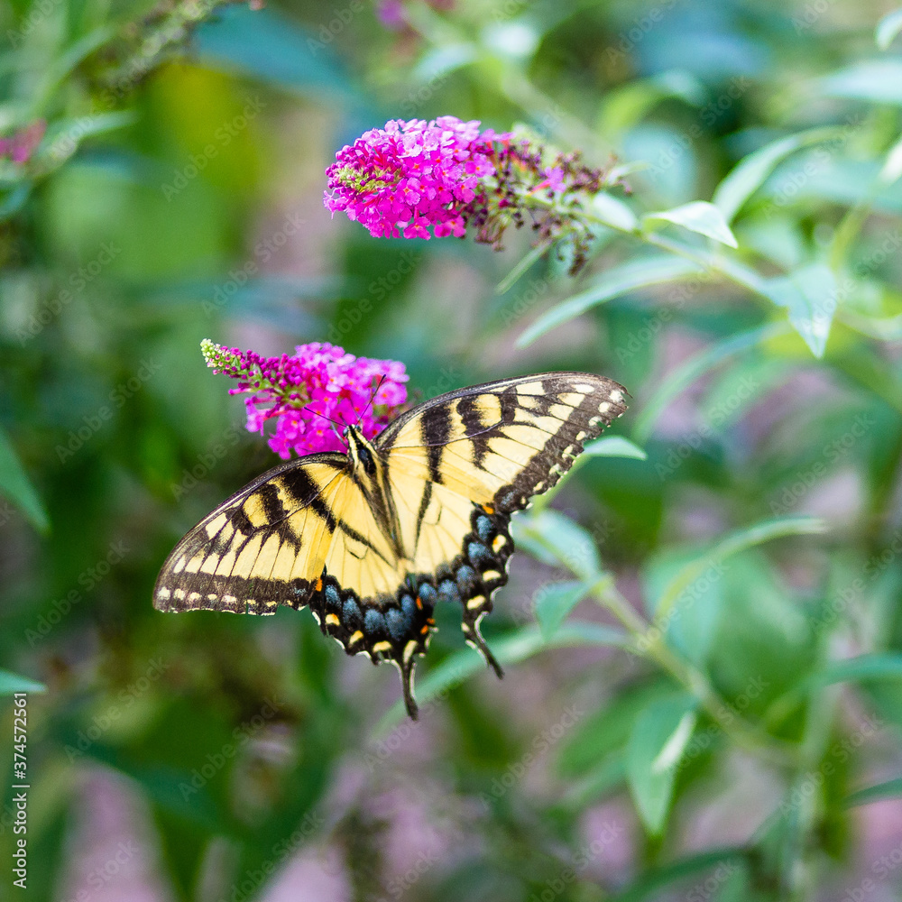 Obraz premium Butterfly Bush