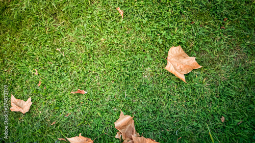 Last day of summer and back to school conceptual photo. A dry leaf is lying on the green grass as a reminder of coming autumn soon. Background photo.