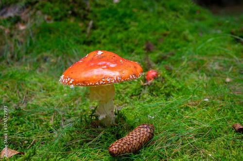 Amanita muscaria fly agaric poisonous mushroom growing in a forest, beautiful fungus with red cap with white dots