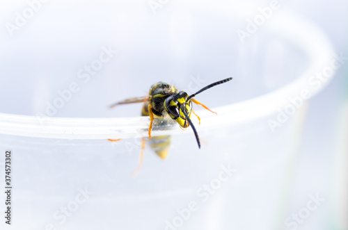 close-up of lemonade wasp that climbs on rim of plastic cup. Wasp has fallen into lemonade and is completely sticky.