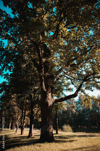 Photo Nature and architecture in the city. Beautiful views. Pushkin City, Russia