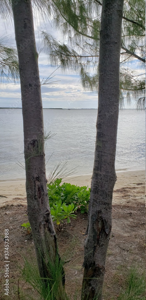 tree on the beach tree on the beach
