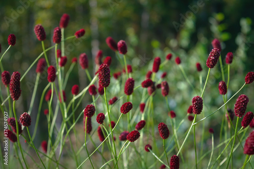 Great burnet Sanguisorba officinalis Greater burnet flower. photo