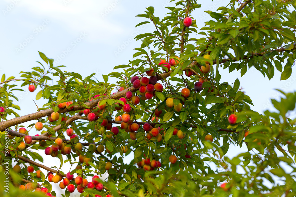 Red plum fruits on branch with green leaves growing in the garden. Plum. Plum on branch. Plum ripe Red plum fruits on branch with green leaves growing in the garden. Plum. Plum on branch. Plum ripe