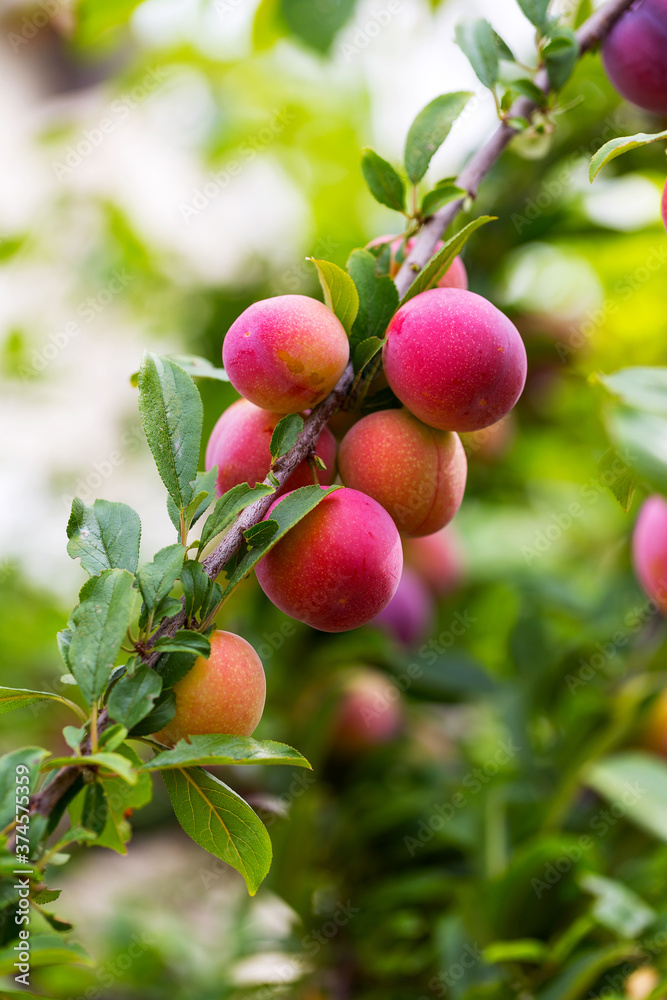 Red plum fruits on branch with green leaves growing in the garden. Plum. Plum on branch. Plum ripe Red plum fruits on branch with green leaves growing in the garden. Plum. Plum on branch. Plum ripe