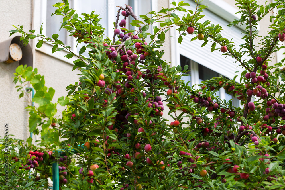 Naklejka premium Red plum fruits on branch with green leaves growing in the garden. Plum. Plum on branch. Plum ripe