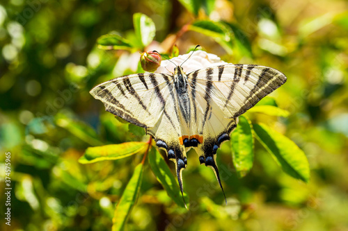 Beautiful butterfly Papilio Machaon on bright red flower. Summer natural background. Beautiful multi-colored butterfly in its habitat. Butterfly is also known as Common Yellow Swallowtail photo