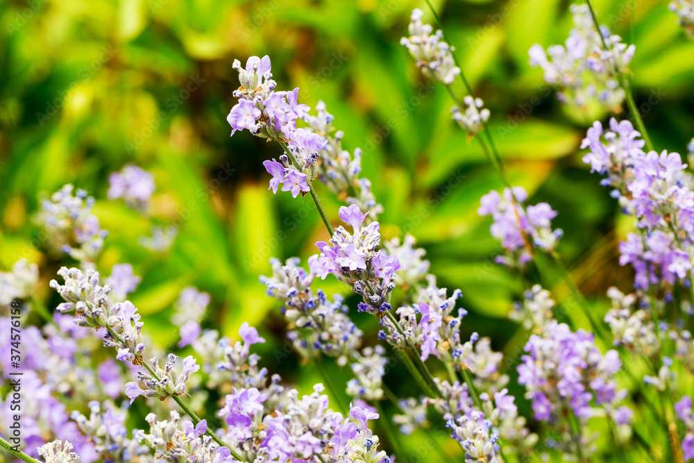 Lavender bushes closeup, selective focus on some flowers. Lavender in the garden, soft light effect. Violet bushes at the center of picture. Lavender bushes closeup, selective focus on some flowers. Lavender in the garden, soft light effect. Violet bushes at the center of picture.
