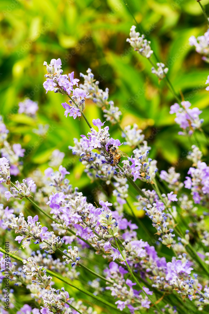Obraz premium Lavender bushes closeup, selective focus on some flowers. Lavender in the garden, soft light effect. Violet bushes at the center of picture.