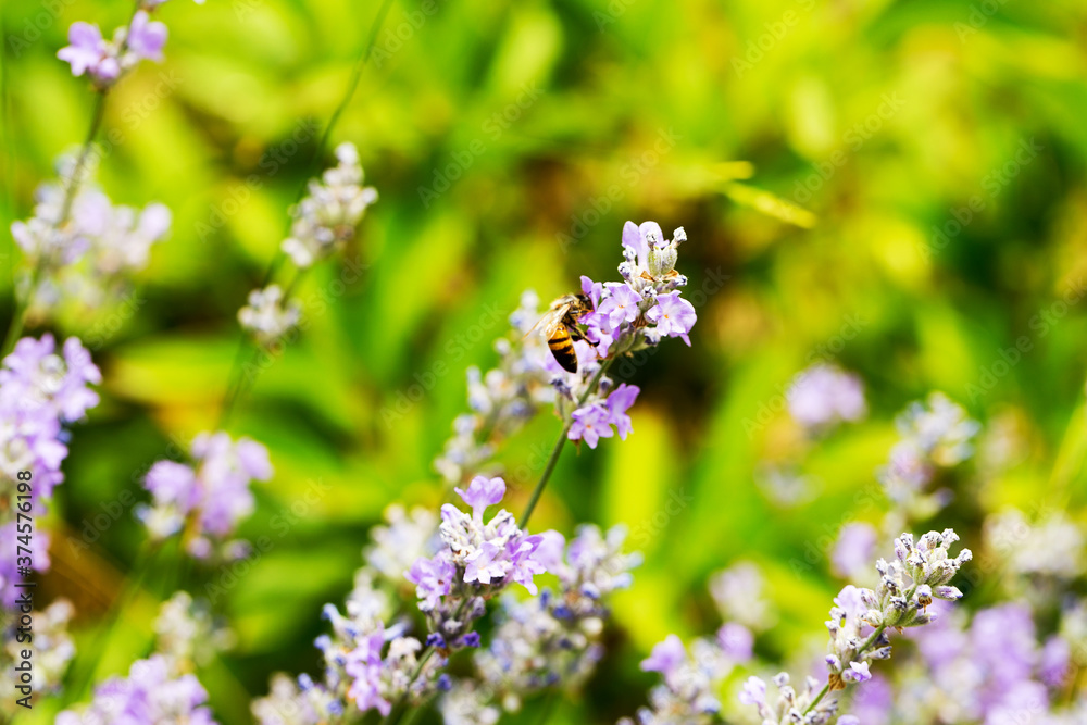 Lavender bushes closeup, selective focus on some flowers. Lavender in the garden, soft light effect. Violet bushes at the center of picture. Lavender bushes closeup, selective focus on some flowers. Lavender in the garden, soft light effect. Violet bushes at the center of picture.