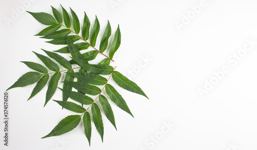 Green leaves texture. Green lichty on a white background. Fresh raw leaves. Isolate. Copspace photo