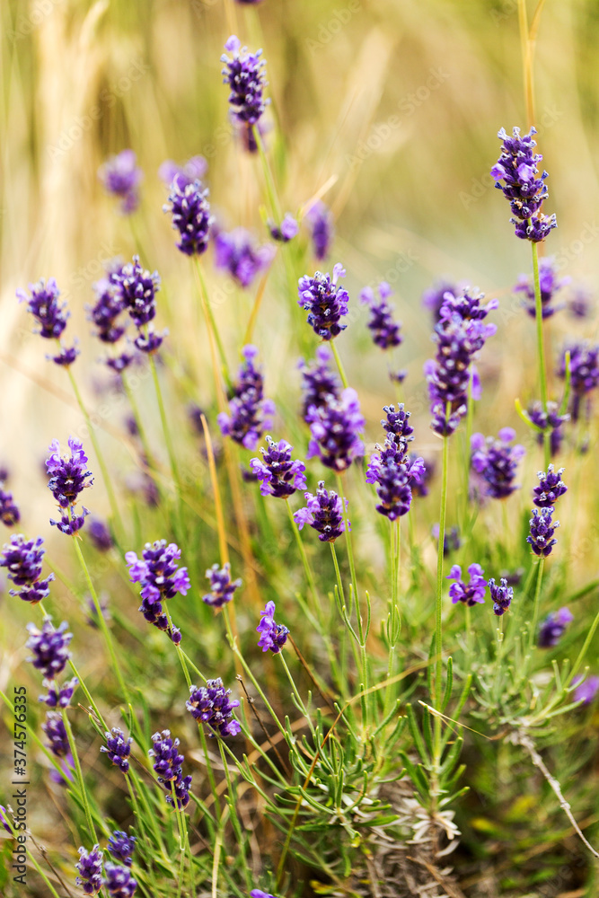 Fototapeta premium Lavender bushes closeup, selective focus on some flowers. Lavender in the garden, soft light effect. Violet bushes at the center of picture.