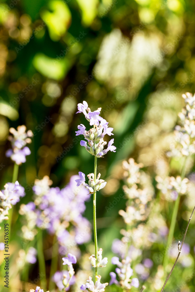 Lavender bushes closeup, selective focus on some flowers. Lavender in the garden, soft light effect. Violet bushes at the center of picture. Lavender bushes closeup, selective focus on some flowers. Lavender in the garden, soft light effect. Violet bushes at the center of picture.