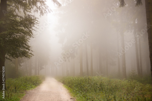 misty and foggy morning in the forest