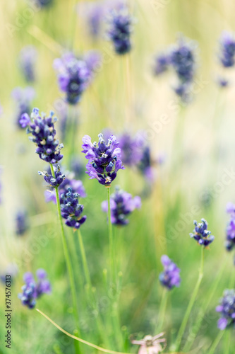 Lavender bushes closeup  selective focus on some flowers. Lavender in the garden  soft light effect. Violet bushes at the center of picture.