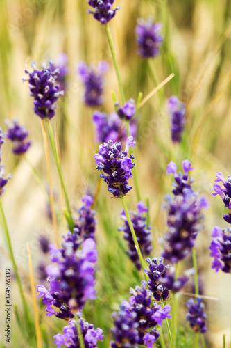 Lavender bushes closeup  selective focus on some flowers. Lavender in the garden  soft light effect. Violet bushes at the center of picture.