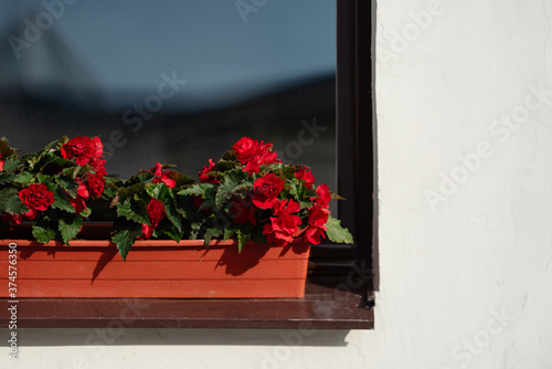 Fototapeta Naklejka Na Ścianę i Meble -  window with red flowers on  white wall, red potted flowers decorate building