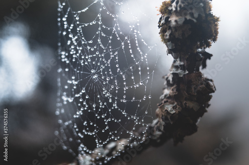 spider web with waterdrops in the forest