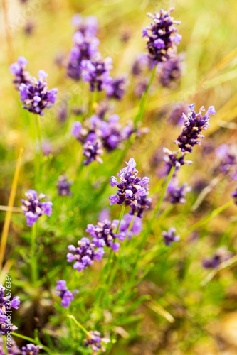 Lavender bushes closeup  selective focus on some flowers. Lavender in the garden  soft light effect. Violet bushes at the center of picture.