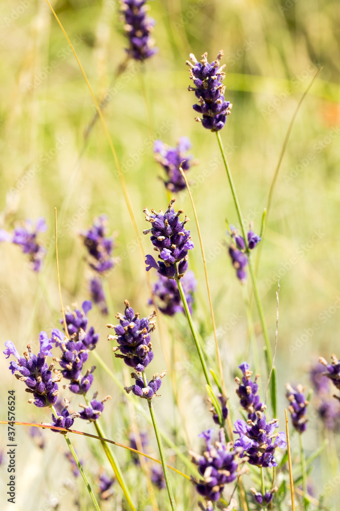 Obraz premium Lavender bushes closeup, selective focus on some flowers. Lavender in the garden, soft light effect. Violet bushes at the center of picture.