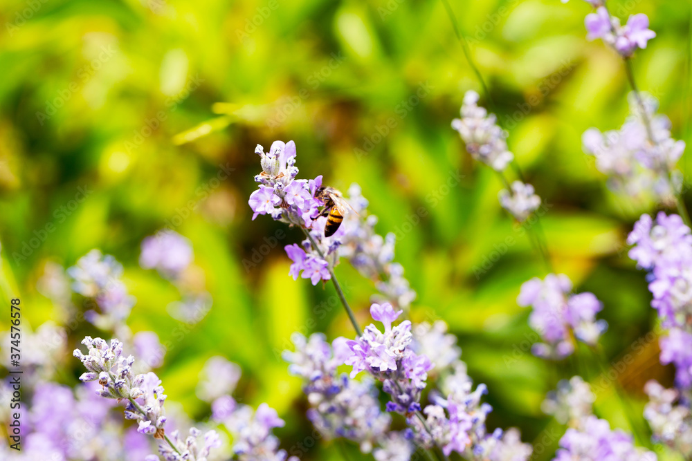 Lavender flowers at sunlight in a soft focus, pastel colors and blur background. Violet bushes at the center of picture. Lavender in the garden, soft light effect. Lavender flowers at sunlight in a soft focus, pastel colors and blur background. Violet bushes at the center of picture. Lavender in the garden, soft light effect.