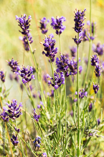 Lavender bushes closeup  selective focus on some flowers. Lavender in the garden  soft light effect. Violet bushes at the center of picture.