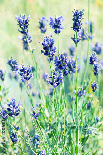 Lavender bushes closeup  selective focus on some flowers. Lavender in the garden  soft light effect. Violet bushes at the center of picture.