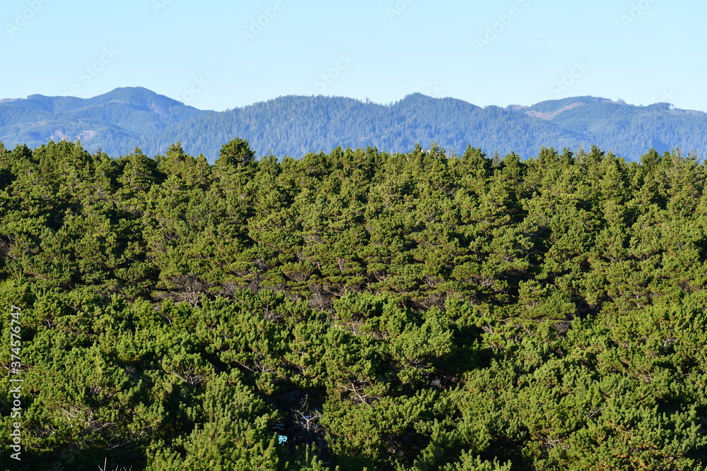 Coastal forest and mountain range.