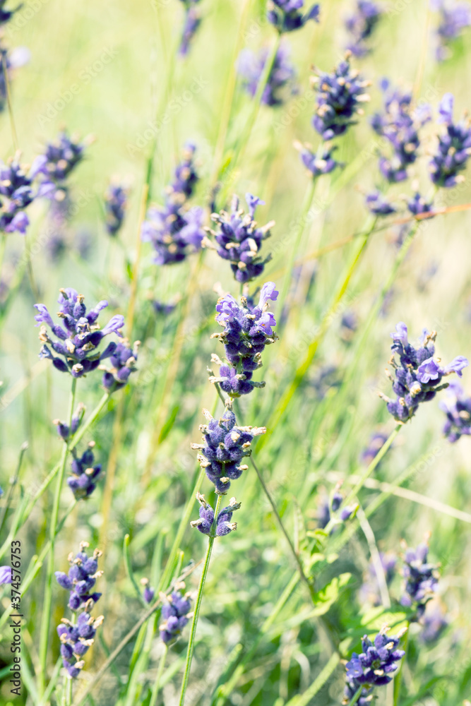 Obraz premium Lavender flowers at sunlight in a soft focus, pastel colors and blur background. Violet bushes at the center of picture. Lavender in the garden, soft light effect.