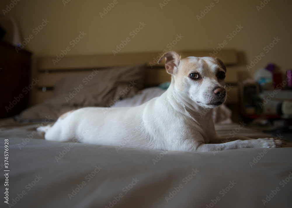 White small breed dog posing for a portrait on a bed in a living room, as part of pets inside the home concept.