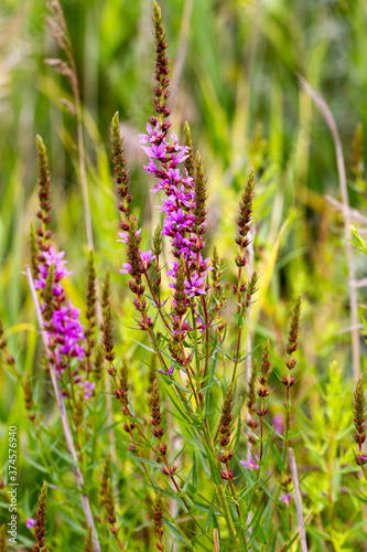 Flowers Ivan Tea - medicinal plant closeup. Macro. Soft selective focus