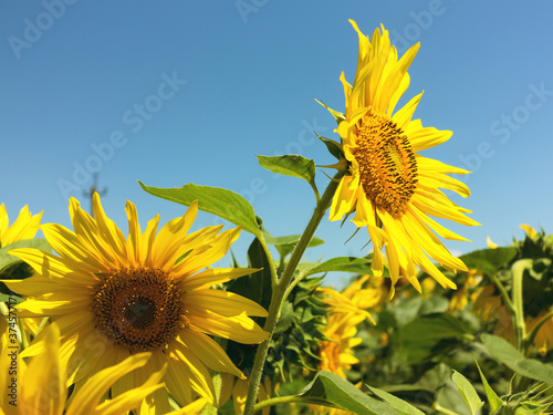 Yellow sunflowers. Field of sunflowers  rural landscape.