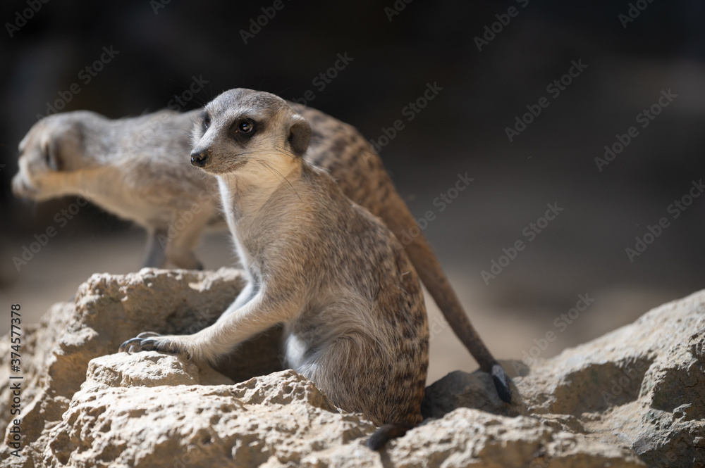 Fototapeta premium Meerkat or Suricate Brothers 