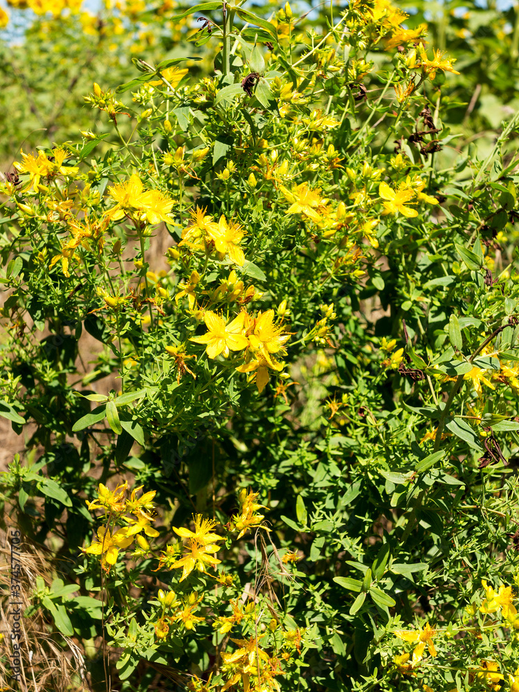 Hypericum flowers (Hypericum perforatum or St John's wort) on the meadow , selective focus on some flowers Hypericum flowers (Hypericum perforatum or St John's wort) on the meadow , selective focus on some flowers