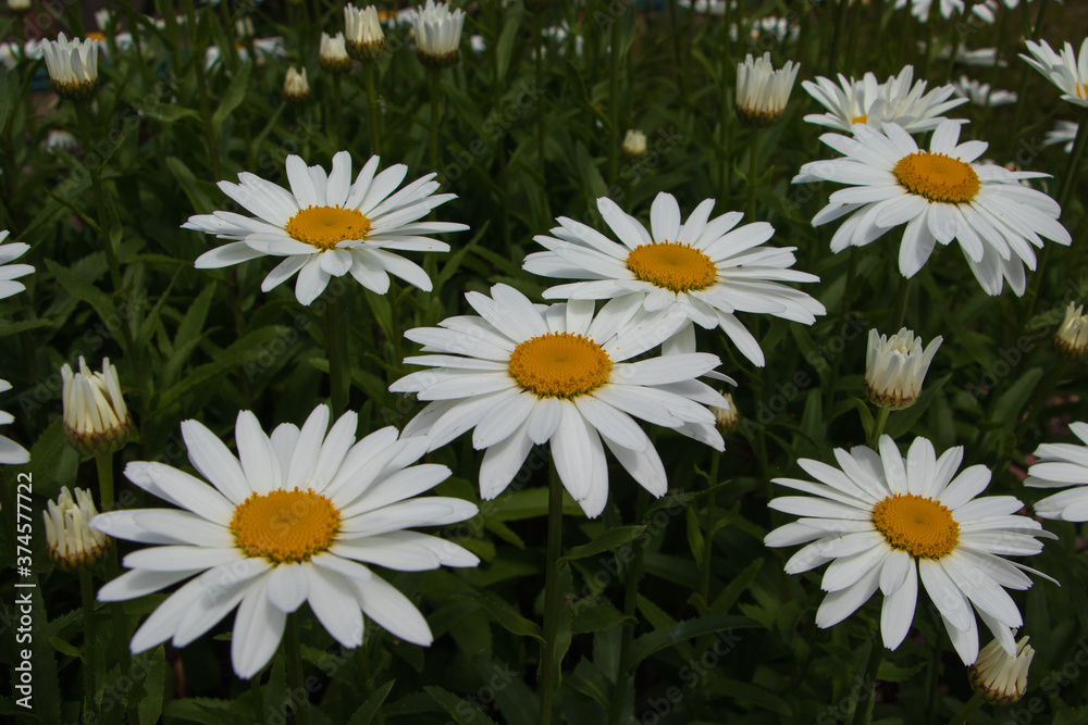 Fototapeta premium Side view of oxeye daisies and opening buds growing in the garden